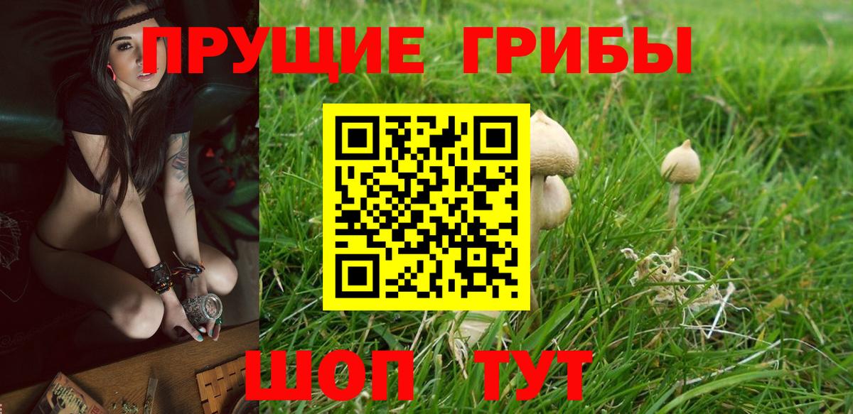 Галлюциногенные грибы GOLDEN TEACHER  Вход с VPN  Сосновый Бор 
